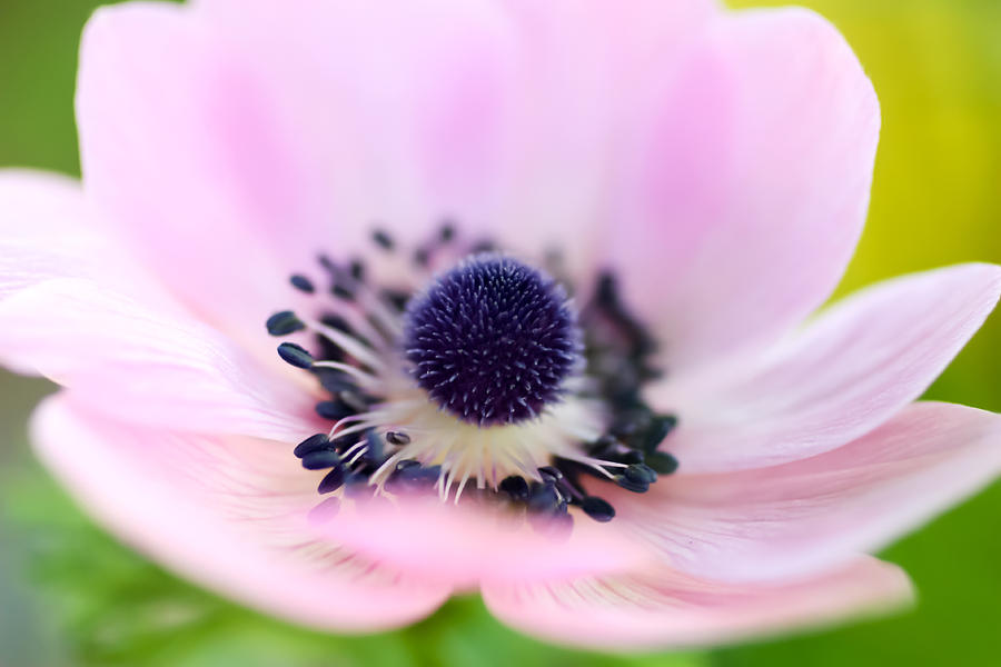 CloseUp of Lavender Anemone Flower Photograph by Cynthia