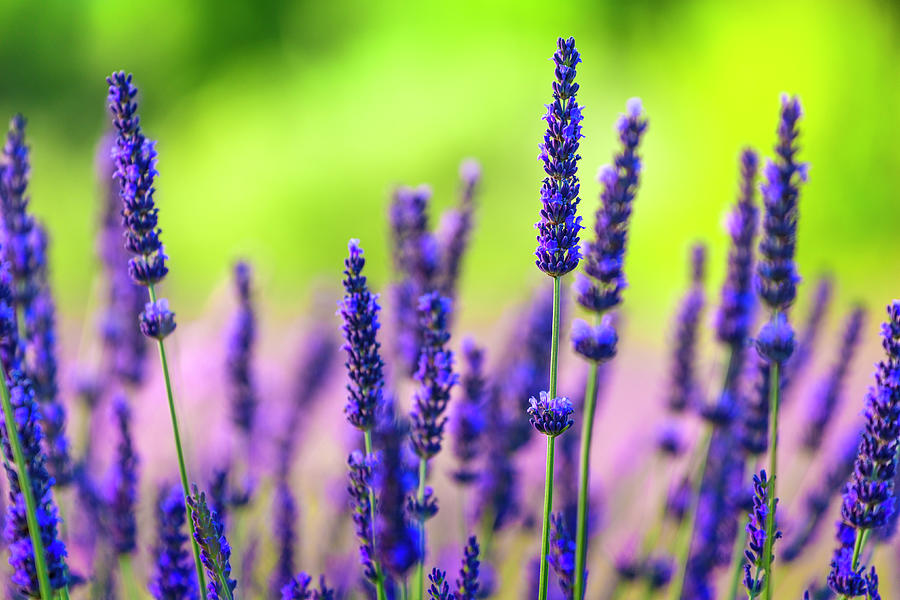 Close-up Of Lavender Flowers In A Field Photograph by Spooh