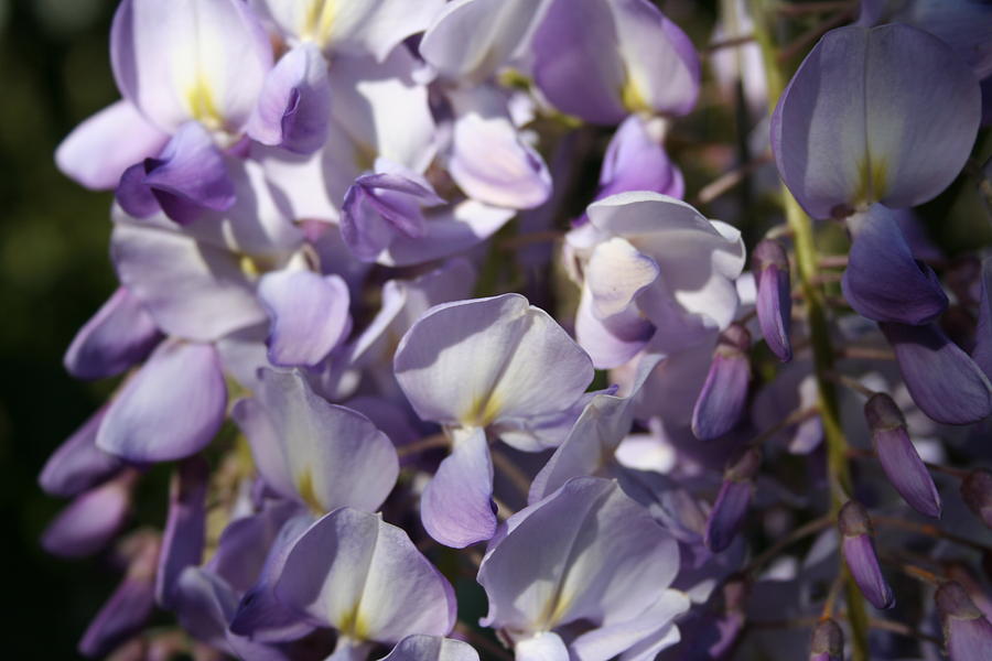 Close Up Of Lavender Wisteria Blossom Photograph