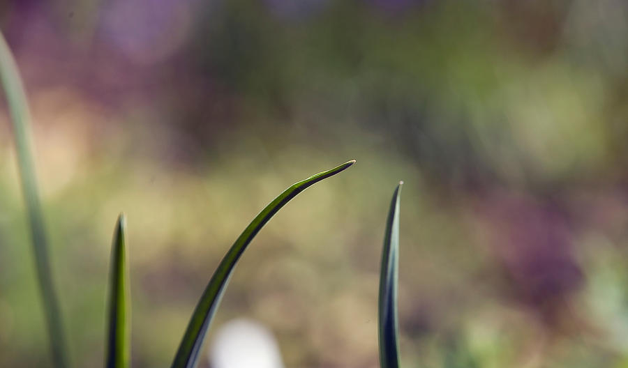 Close-Up Of Leaves Against Blurred Background Photograph by Paulien Tabak / EyeEm Close-Up Of Leaves Against Blurred Background Photograph by Paulien Tabak / EyeEm