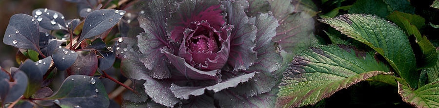 Cabbage Photograph - Close-up Of Leaves And Ornamental by Panoramic Images