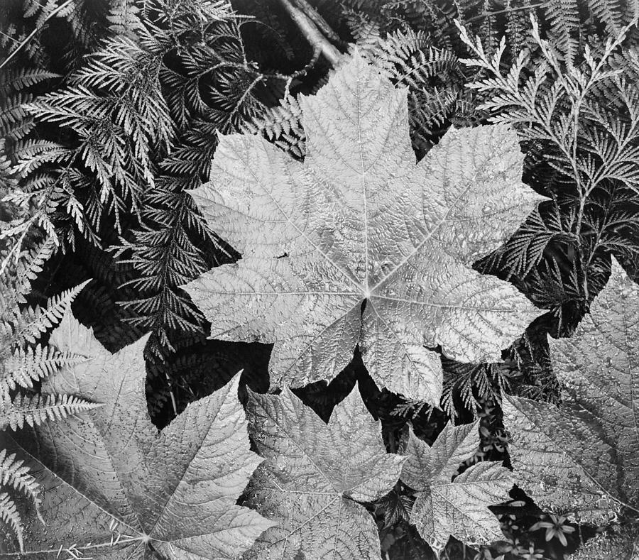 Close Up Of Leaves Digital Art by Ansel Adams