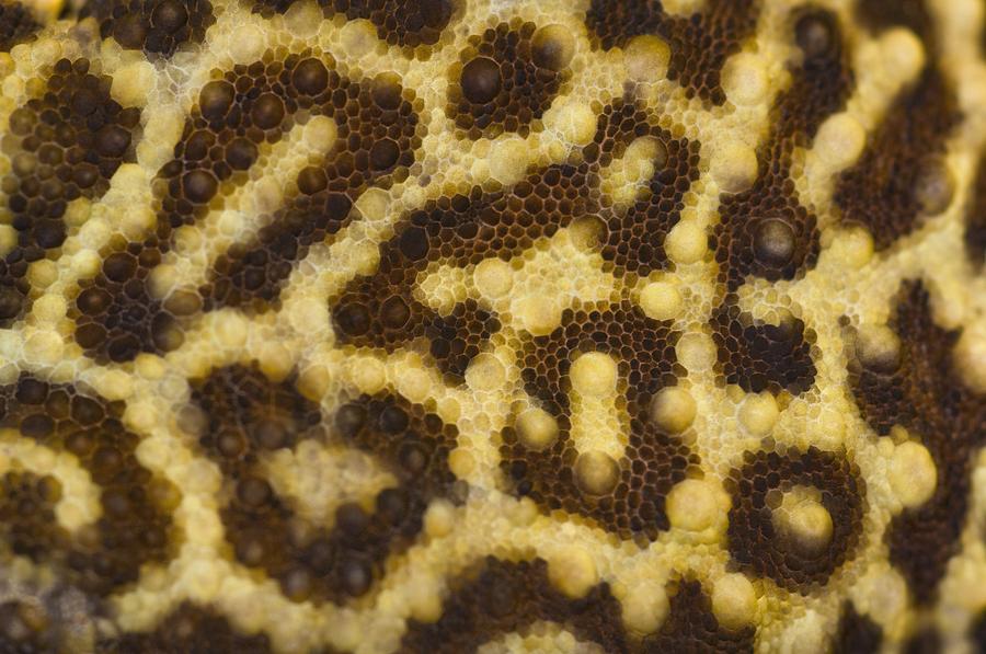 Close Up Of Leopard Gecko Skin Patterns Photograph by Corey Hochachka