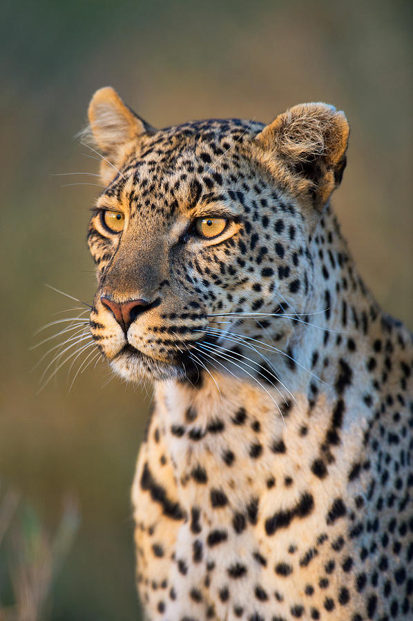 Close-up Of Leopard Panthera Pardus Photograph by Panoramic Images