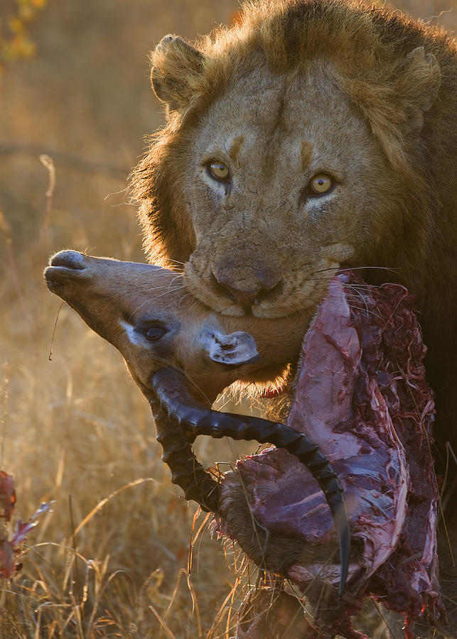 Close up of lion holding carcass in mouth Photograph by Wim van den Heever