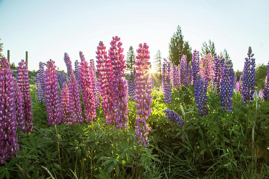 Nature Photograph - Close-up Of Lupins In Full Blossom by Paul Bikis