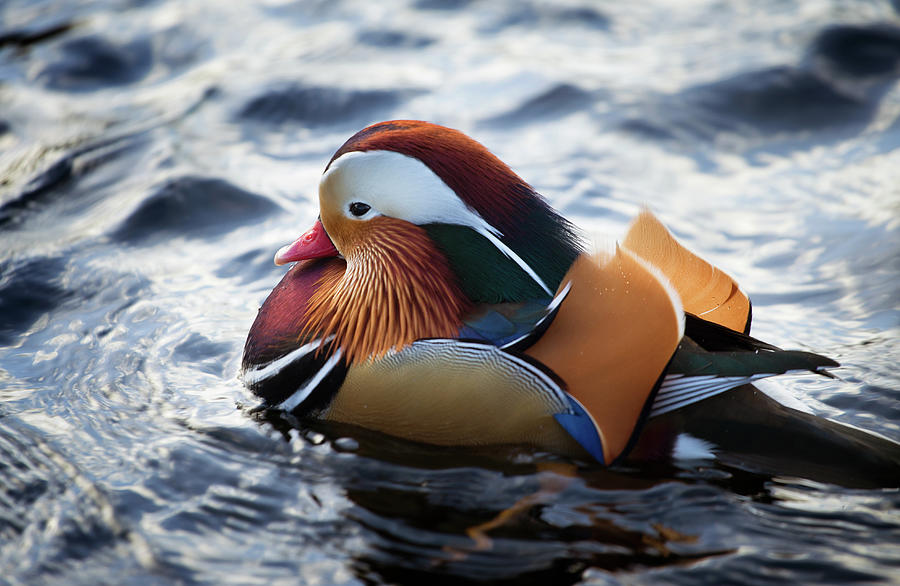 Duck Photograph - Close-up Of Mandarin Duck Aix by Animal Images