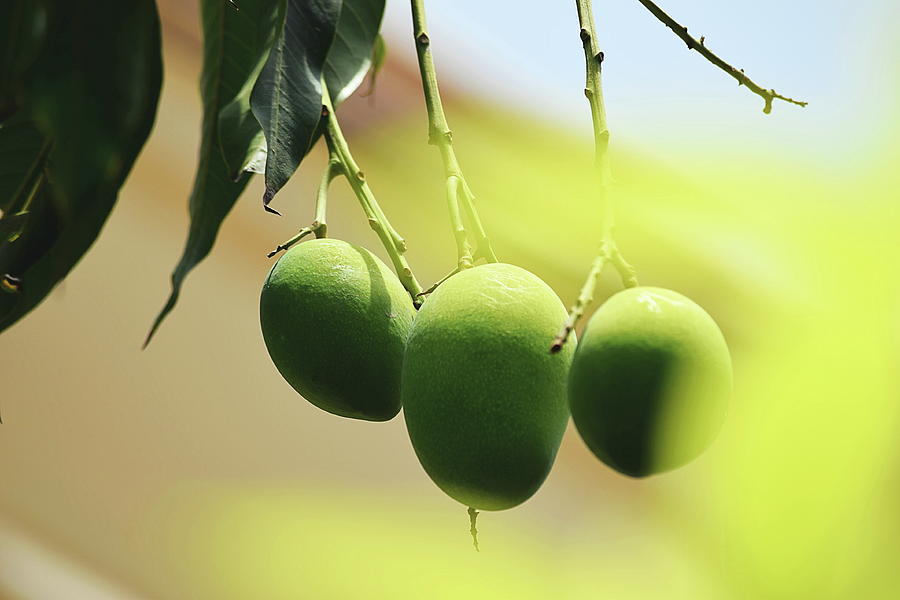Close-up Of Mangoes Hanging From Twig Photograph by Sukh Simran Singh Gandam / Eyeem Close-up Of Mangoes Hanging From Twig Photograph by Sukh Simran Singh Gandam / Eyeem