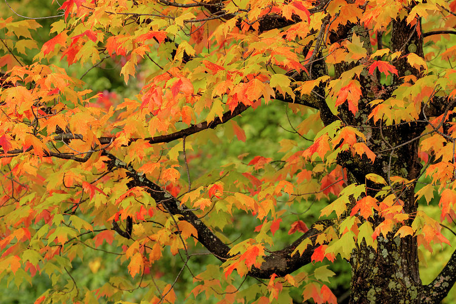 Close-up Of Maple Tree With Fall Color Photograph by Adam Jones - Pixels