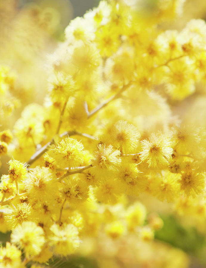 Close-up Of Mimosa Flowers Photograph by Johner Images