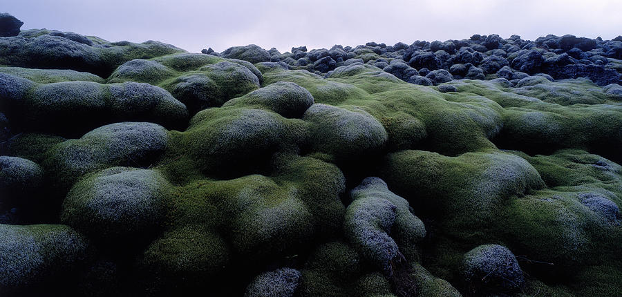 Nature Photograph - Close-up Of Moss On Rocks, Iceland by Panoramic Images