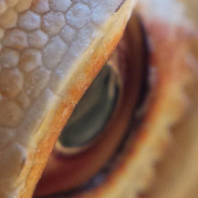 Dragon Photograph - Close Up Of My Beardie #macro #dragon by Jesse Meade