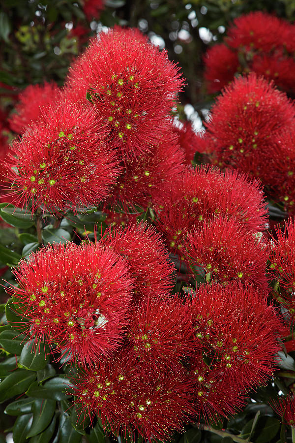 Close-up Of Native Pohutukawa Flowers Photograph by David Wall Close-up Of Native Pohutukawa Flowers Photograph by David Wall
