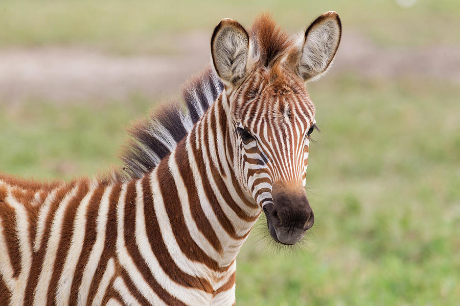 Close-up Of Newborn Zebra (equus Quagga Photograph by James Heupel