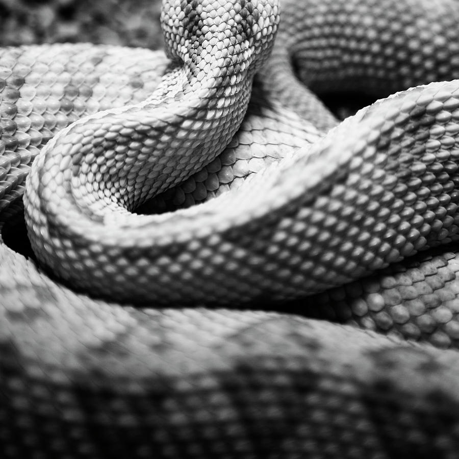 Close-up Of Of Live Reptilian Skin Photograph by Ron Koeberer - Fine ...