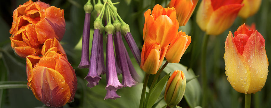 Nature Photograph - Close-up Of Orange And Purple Flowers by Panoramic Images
