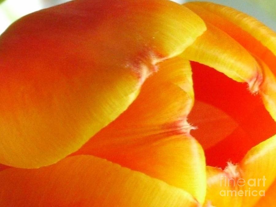 Close up of Orange Tulip Photograph by Joan-Violet Stretch