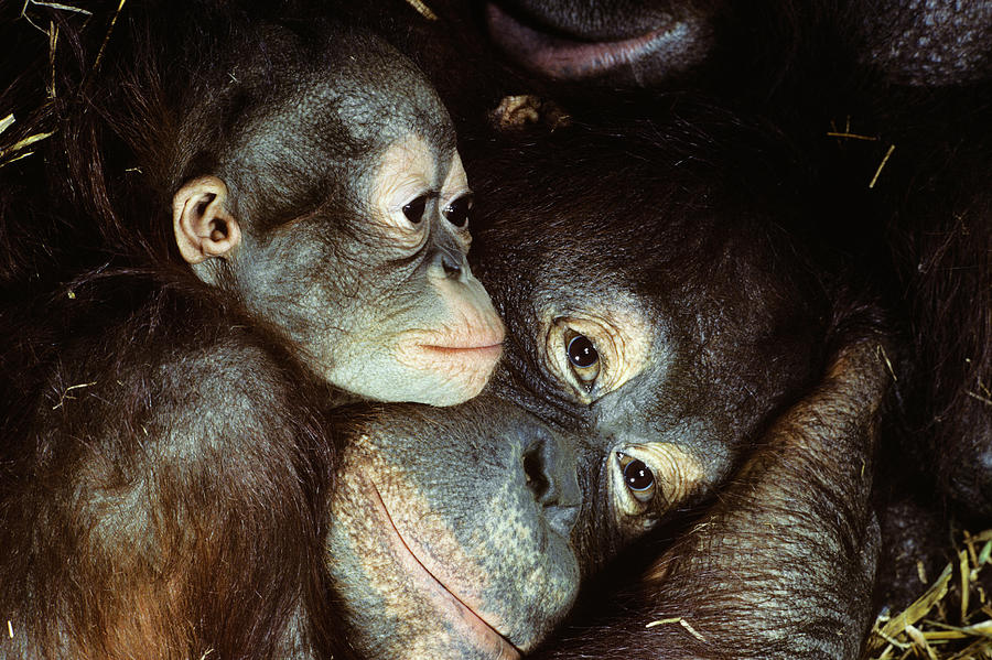 Close-up Of Orangutan Mother And Baby Photograph by Animal Images ...