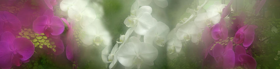 Close-up Of Orchid Flowers In Fog Photograph by Panoramic Images