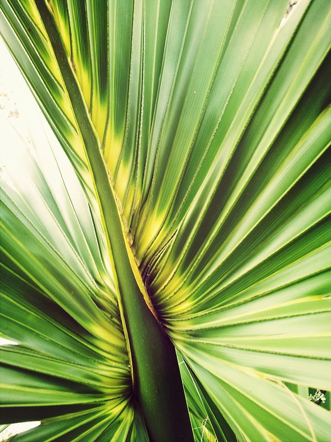 Close-up Of Palm Leaf Photograph by Marianne Wurtele / Eyeem Close-up Of Palm Leaf Photograph by Marianne Wurtele / Eyeem