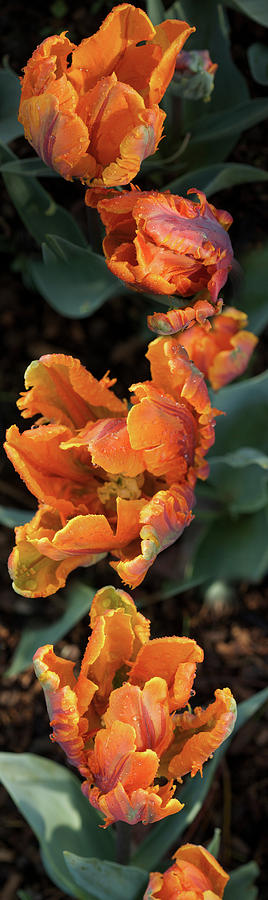 Close-up Of Parrot Tulip Flowers Photograph by Panoramic Images