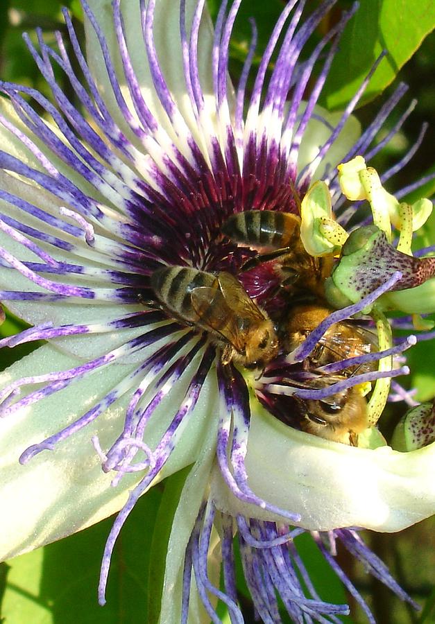 Close Up Of Passion Flower with Honey Bee  Photograph by Taiche Acrylic Art