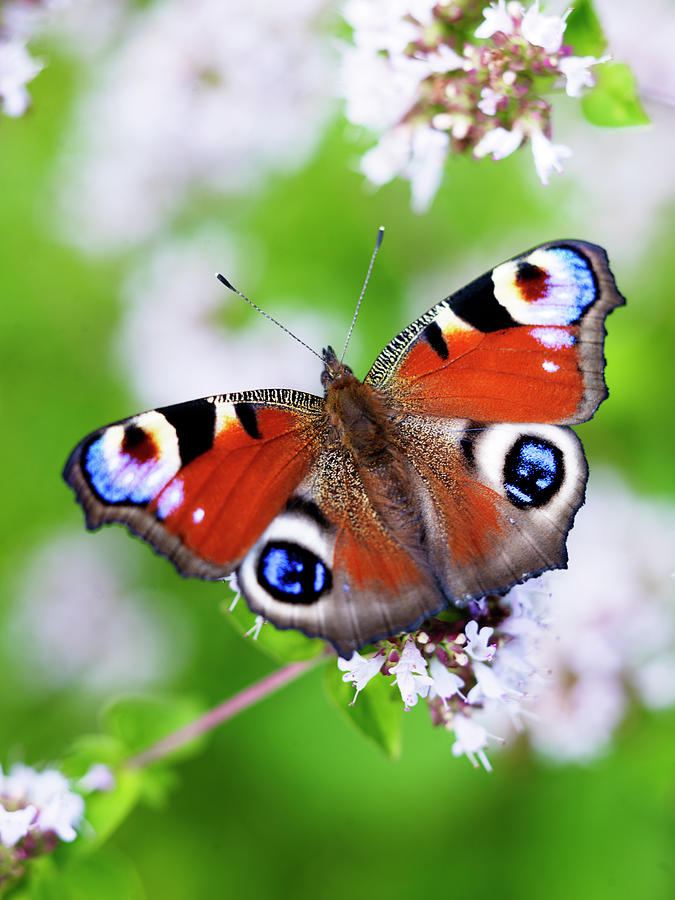 Close-up Of Peacock Butterfly On Flowers Photograph by Johner Images