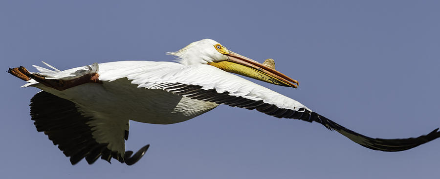 Close Up Of Pelican In Flight Photograph by Thomas Young