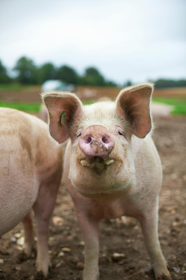 Close Up Of Pigs Snout Photograph by Peter Muller