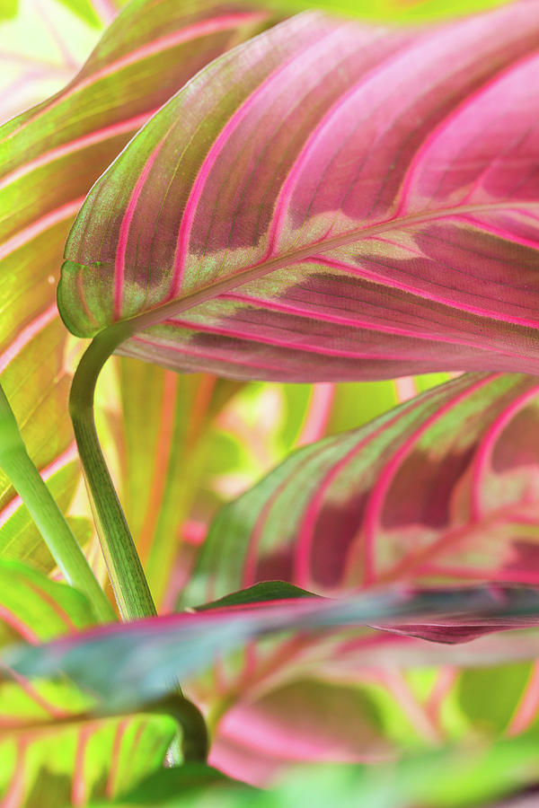 Close-up Of Pink And Green Tropical Photograph by Torriphoto