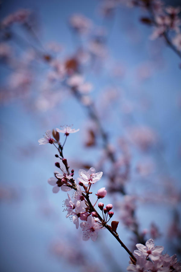 Close Up Of Pink Cherry Blossoms On Tree Photograph by Ron Bambridge