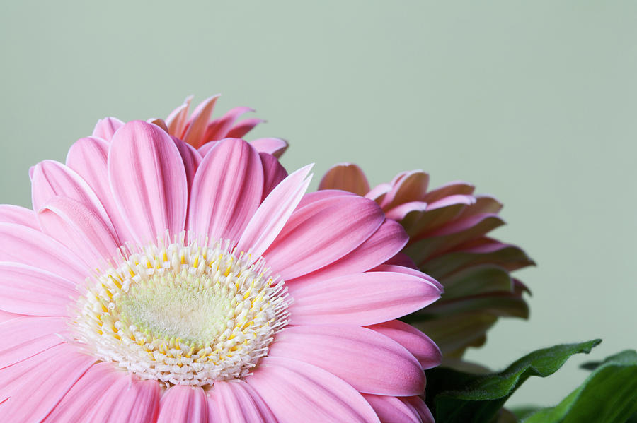 Close-up Of Pink Daisy Flower Photograph by Kristin Lee