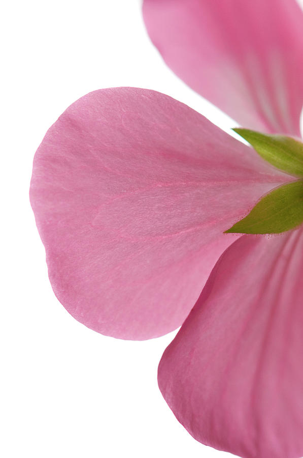 Close-up Of Pink Geranium Flower Petals Photograph by Daryl Solomon