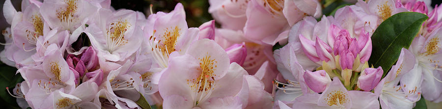 Nature Photograph - Close-up Of Pink Rhododendron Flowers #7 by Panoramic Images
