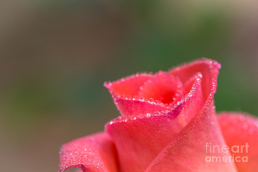 Close-up Of Pink Rose With Water Drops Photograph by Tosporn Preede