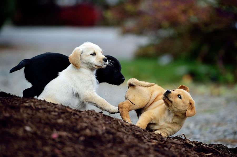 cute puppies playing together