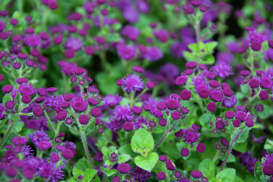 Close Up Of Purple And Green Flowers Photograph by Cindy Miller Hopkins ...