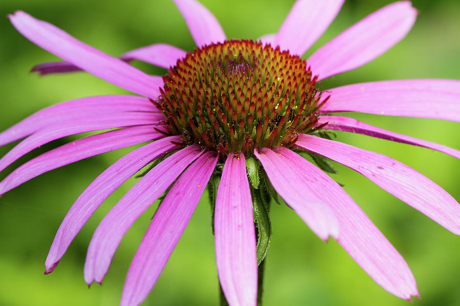 Nature Photograph - Close-up Of Purple Coneflowers by Panoramic Images
