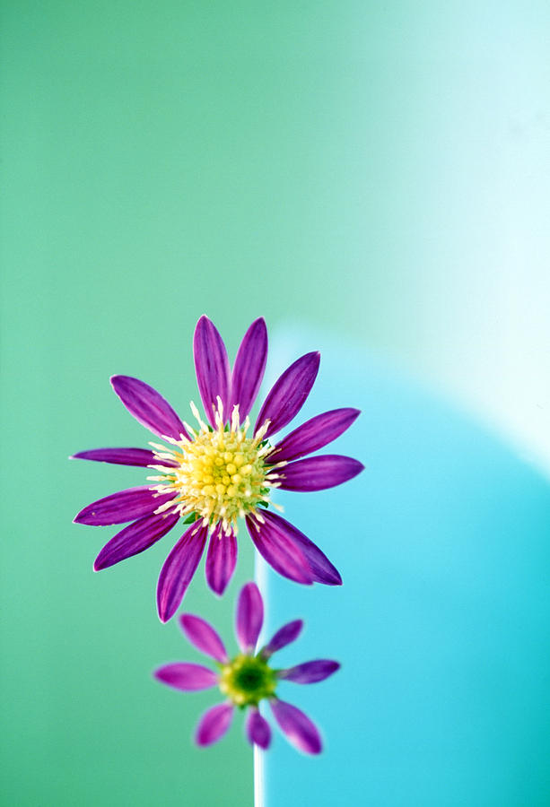 Flower Photograph - Close Up Of Purple Flowers With Yellow by Panoramic Images