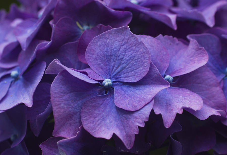 Close-up of purple Hydrangea Photograph by Shelly Chapman