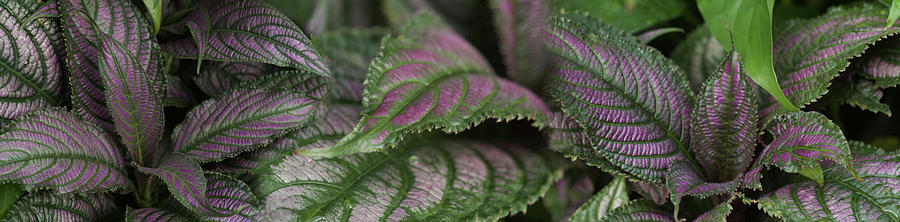 Close-up Of Purple Leaves Photograph by Panoramic Images