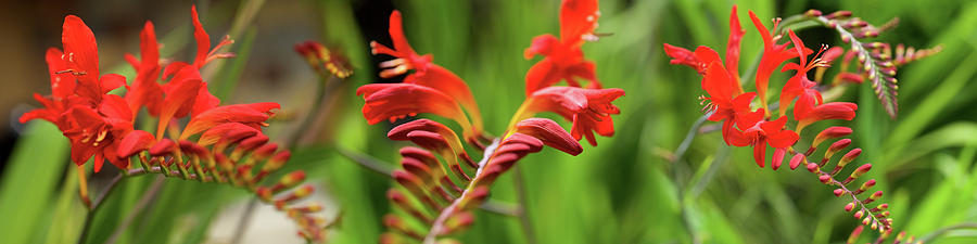 Close-up Of Red Crocosmia Flowers Photograph by Panoramic Images
