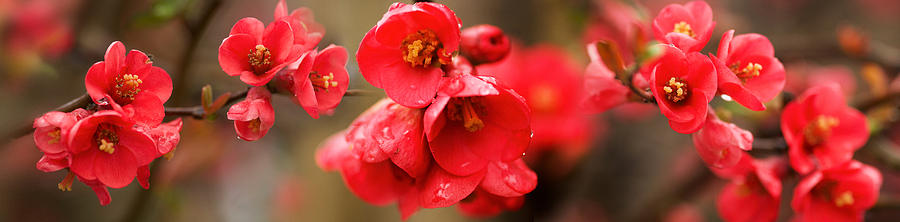 Nature Photograph - Close-up Of Red Flowers In Bloom by Panoramic Images