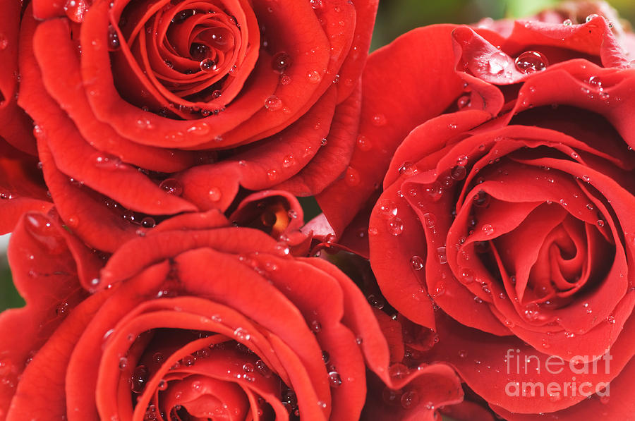 Nature Photograph - Close-up of red fresh roses by Michal Bednarek