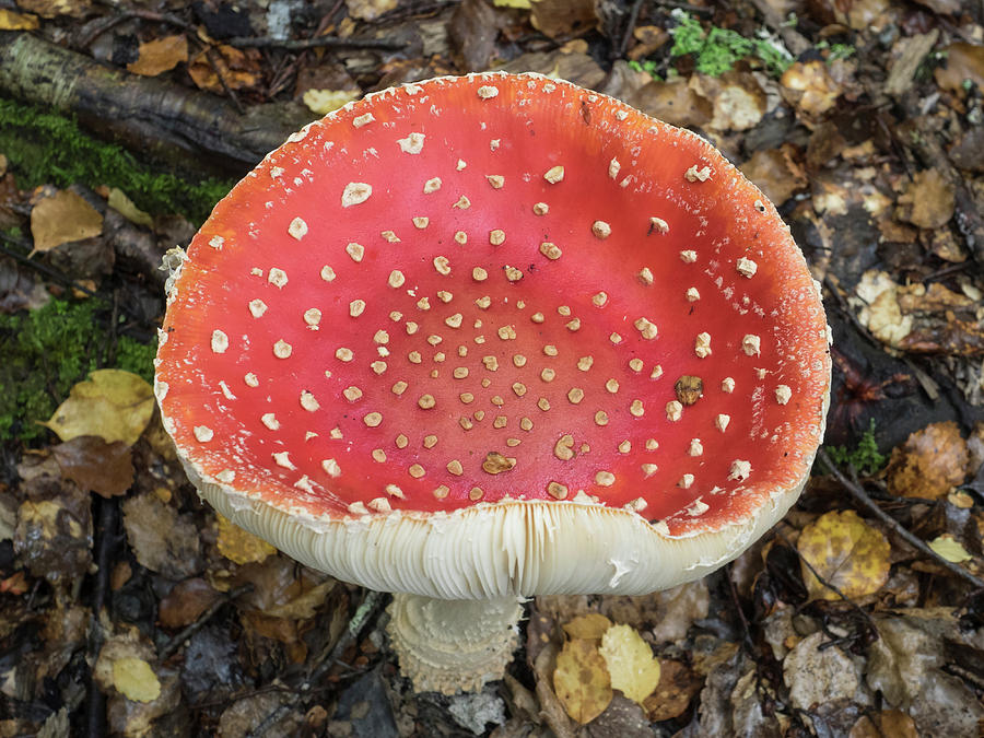 Mushroom Photograph - Close-up Of Red Mushroom Growing by Panoramic Images