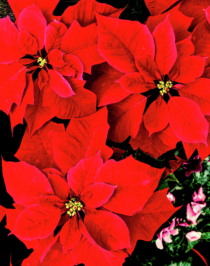 Close-up Of Red Poinsettia Flowers Photograph by Panoramic Images