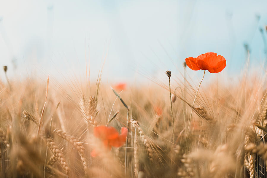 Close-up Of Red Poppies And Gold Colored Barley, Germany Photograph by Thomas Gloning (thethomsn)