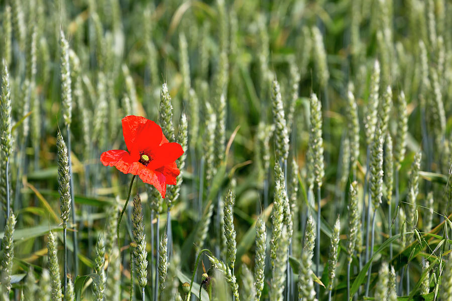 Close Up Of Red Poppy In A Green Wheat Photograph by Michael Interisano