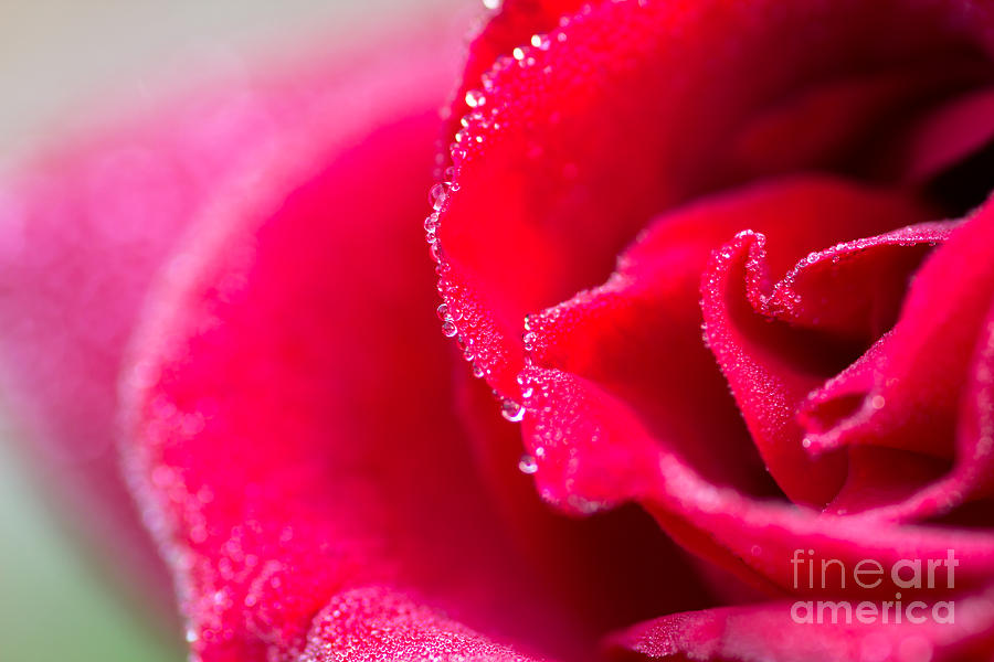Close-up Of Red Rose With Water Drops Photograph by Tosporn Preede