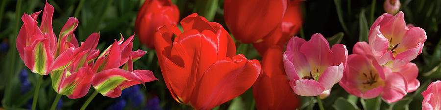 Close-up Of Red Tulip Flowers Glowing Photograph by Panoramic Images